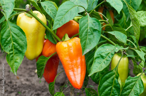 Closeup of ripening peppers in the organic pepper plantation.Fresh Yellow and Red sweet Bell Pepper Plants with Selective Focus in plantation,paprika photo