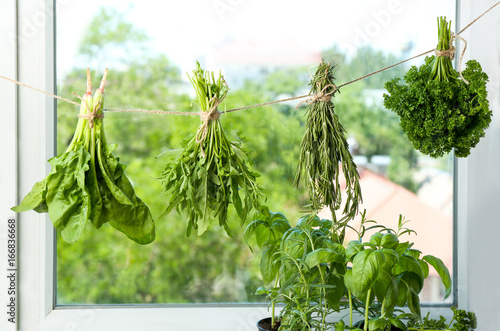 Fresh herbs hanging on rope near window