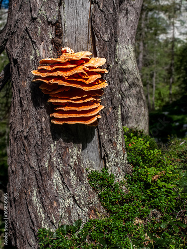 Orange forest mushrooms growing on a tree. Slovenia, Europe
