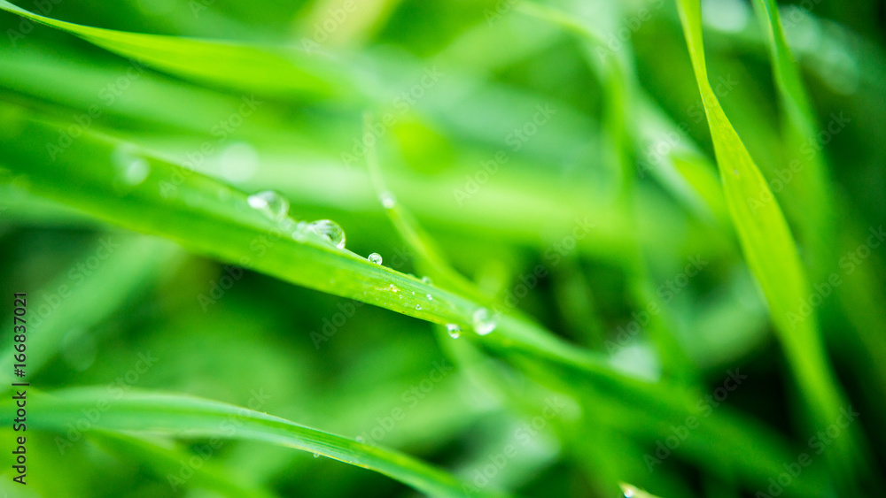 water drops on long blade of grass water drops on long blade of grass