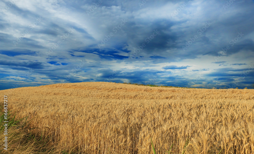 Wheat field against a blue sky