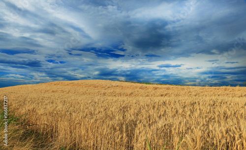 Wheat field against a blue sky