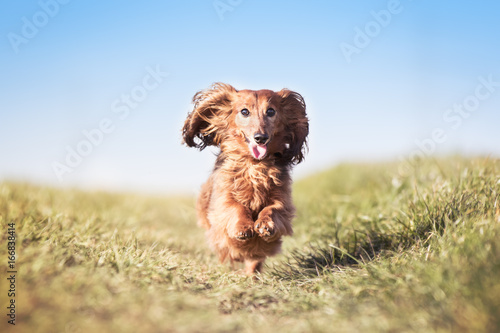 Hund Dackel rennt und springt über eine Wiese und die Ohren fliegen photo