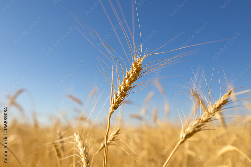 Yellow ears of wheat against the blue sky