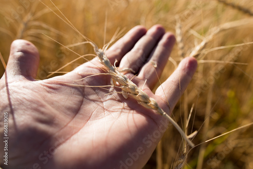Yellow ears of wheat in hand in nature