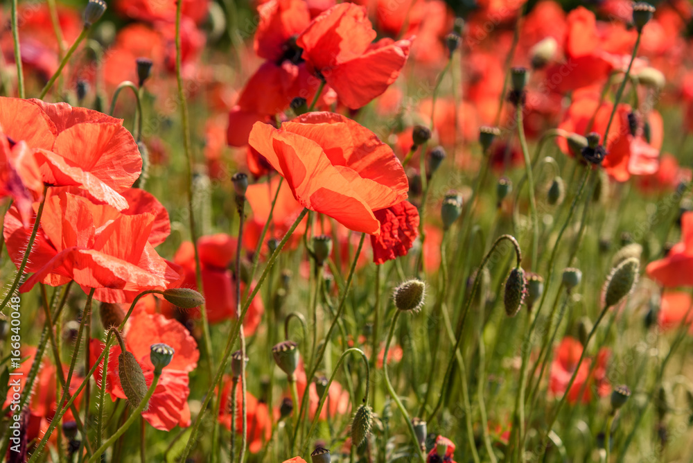 Fototapeta premium Poppy field