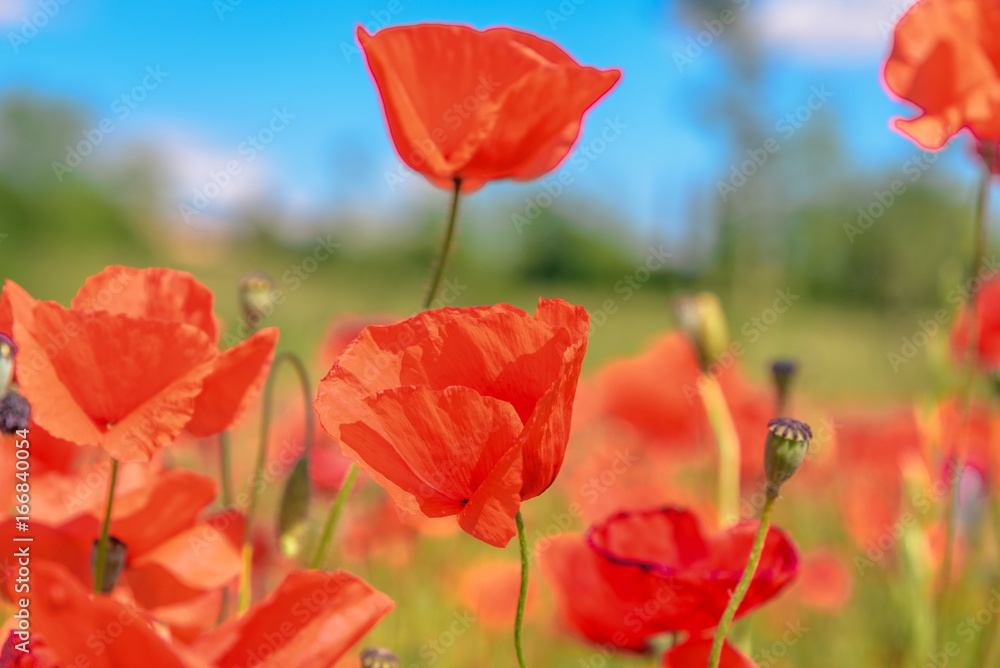 Fototapeta premium Poppy field