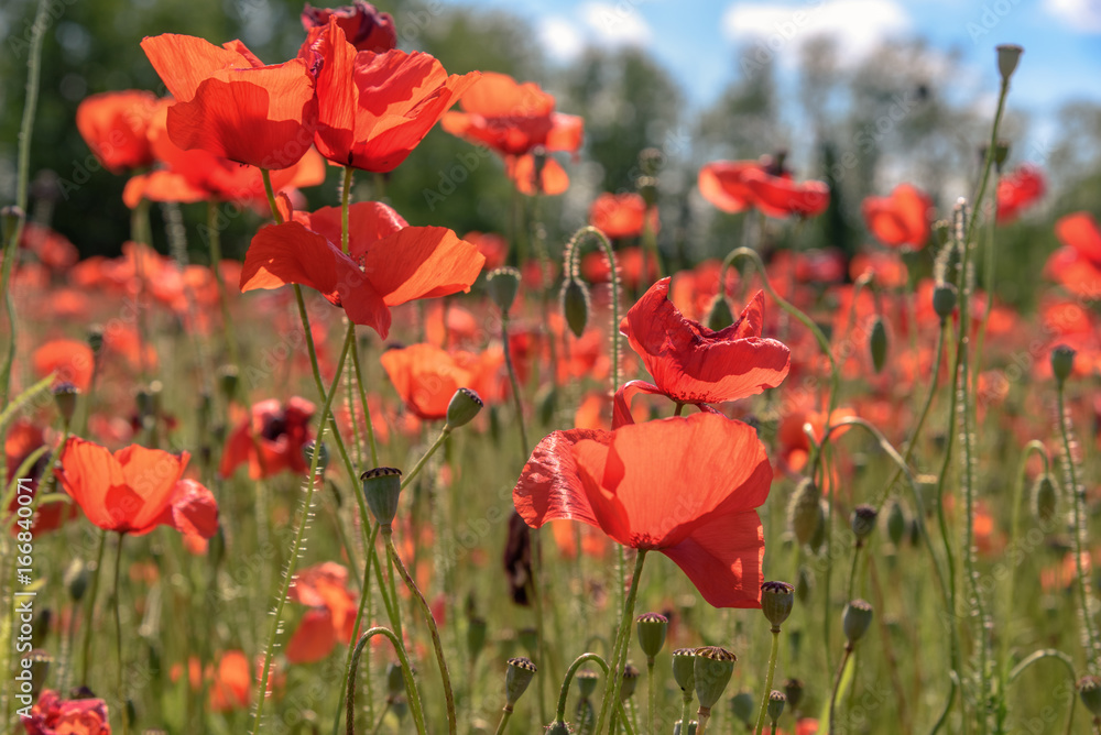 Obraz premium Poppy field