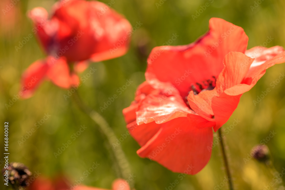 Poppy field