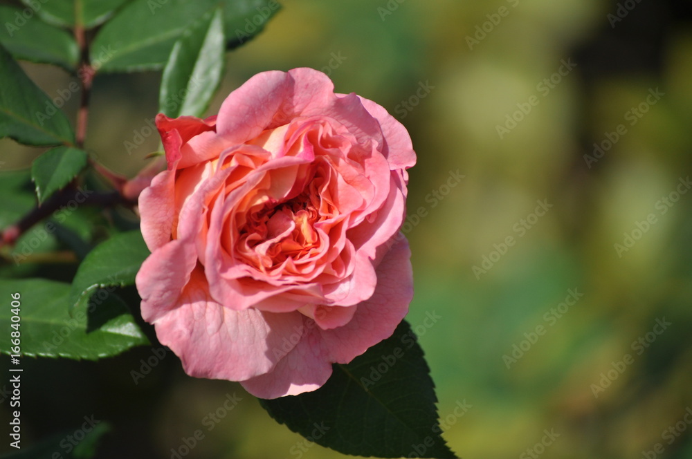 マリアテレジア