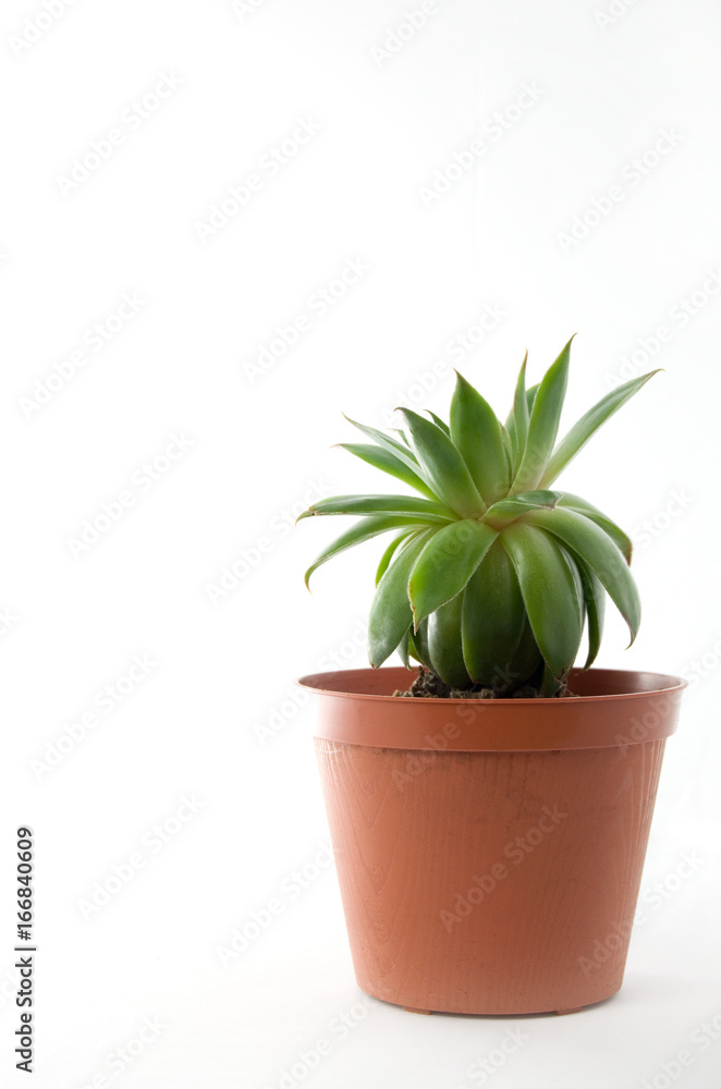 Small Green Plant in Brown Pot on White Background Small Green Plant in Brown Pot on White Background