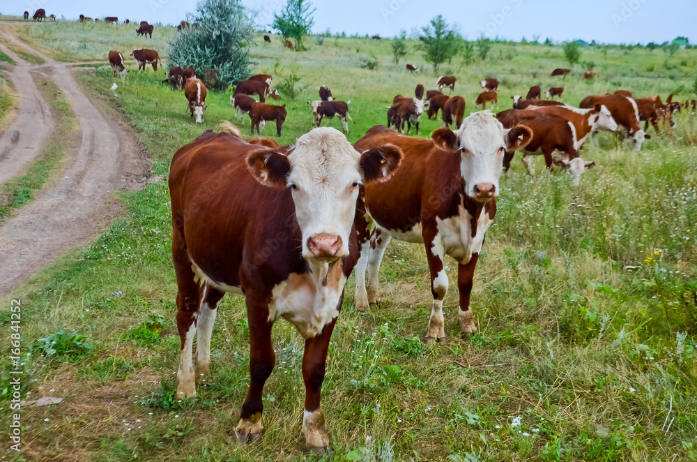 A herd of cows on the field