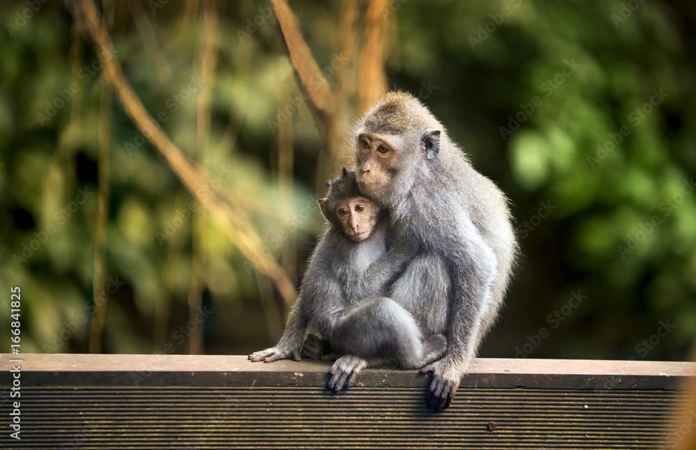 Fototapeta premium Małpa matki i dziecka