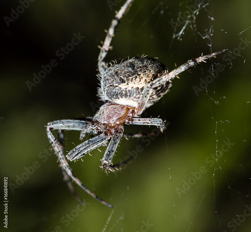 The spider sits on a web on the hunt