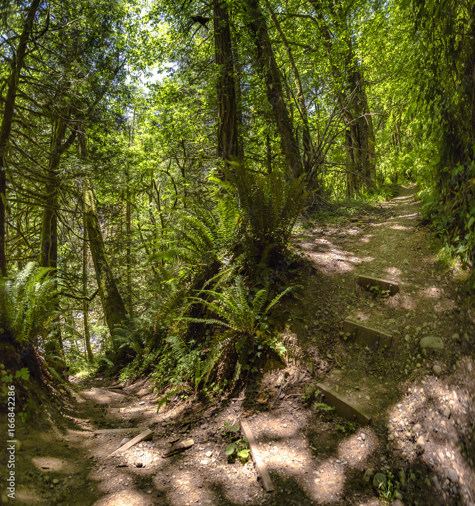 A path in the green forest winds around a bend Washington, USA