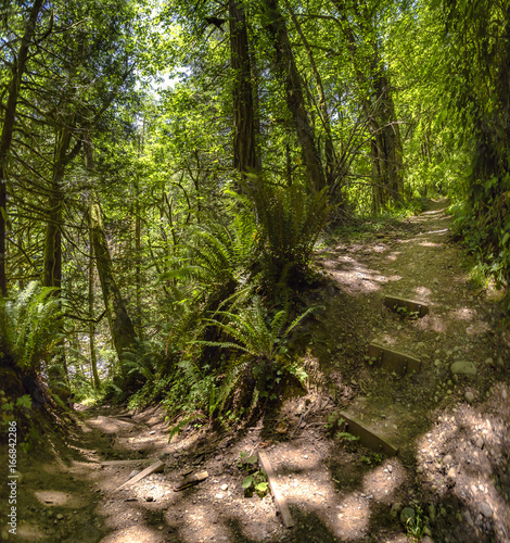 A path in the green forest winds around a bend Washington, USA