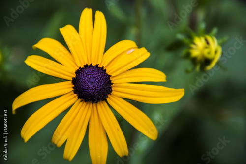 yellow black eyed susan flower