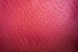 background textured of ostrich leather