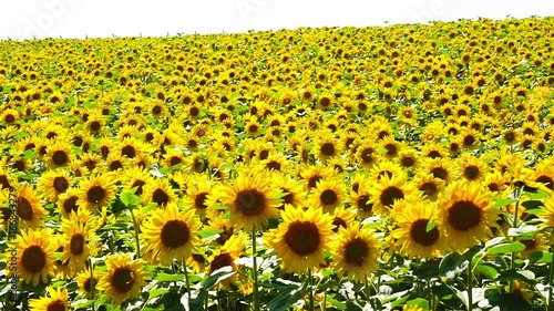 女満別のひまわり畑