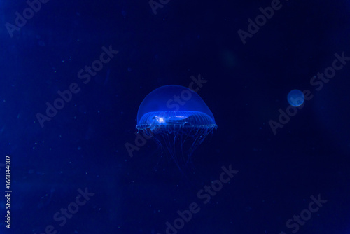 Blue glowing jellyfish swim to light