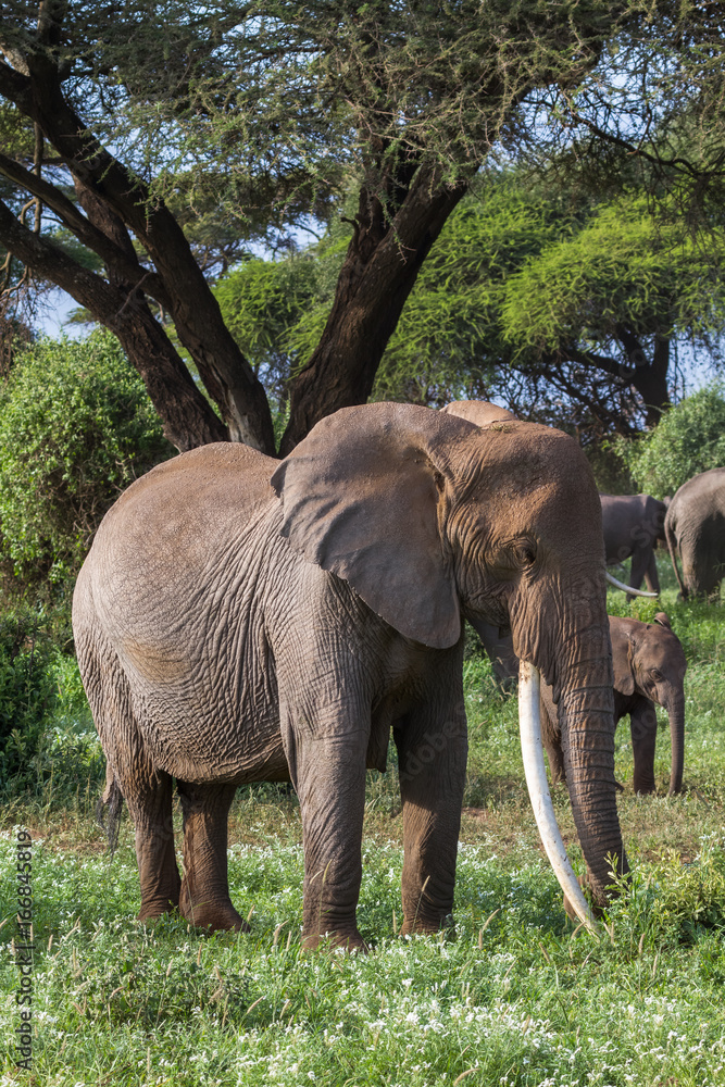Obraz premium Huge african elephant with long tusks. Kenya, Africa