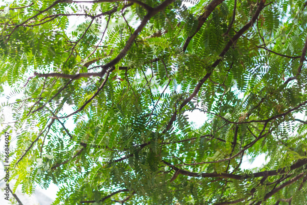 Nature green bokeh and blur leaf branch abstract texture background Nature green bokeh and blur leaf branch abstract texture background