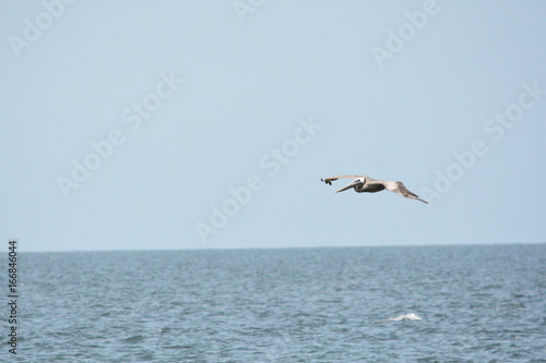 Flying high enough to hide from the fish below