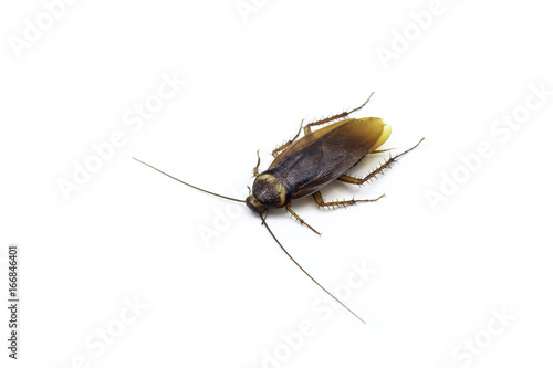 Cockroach on white background © SURIYAWUT