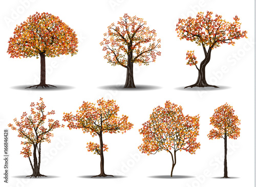 red autumn tree