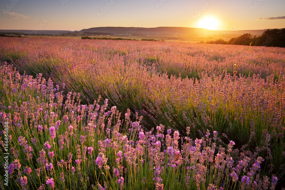 Fototapeta premium Meadow of lavender.
