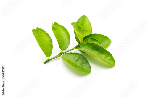 Close-up of fresh green lemon leaves isolated on white background.