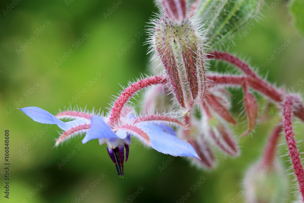 Borago officinalis edible flower Borago officinalis edible flower