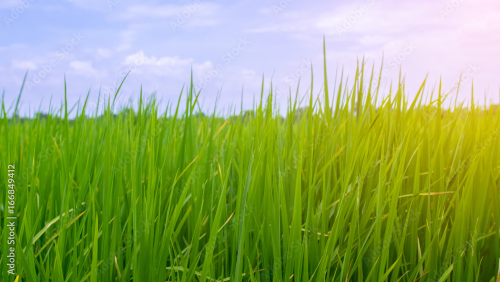 Green rice field in rural province with sky background