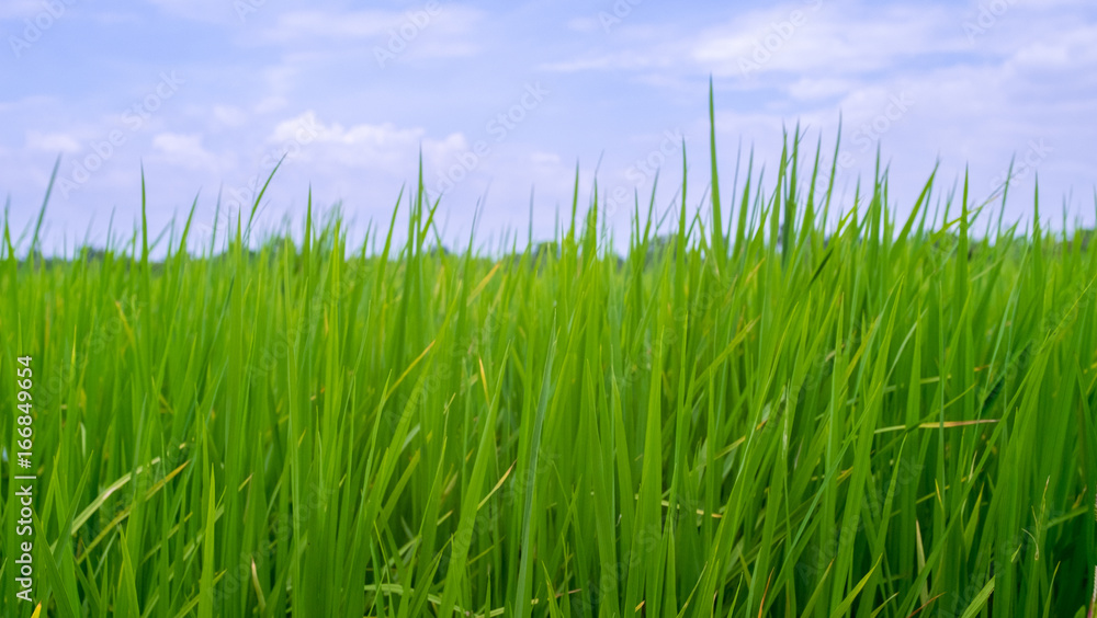 Green rice field in rural province with sky background