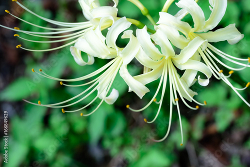 White Lycoris radiata(White spider lily)
