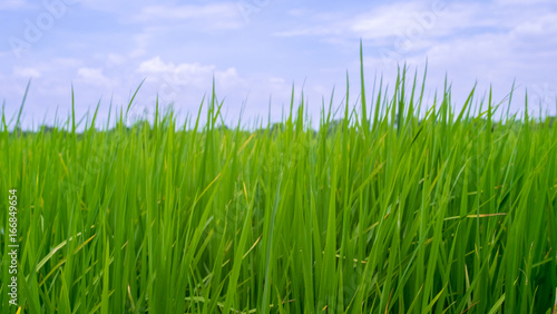 Green rice field in rural province with sky background