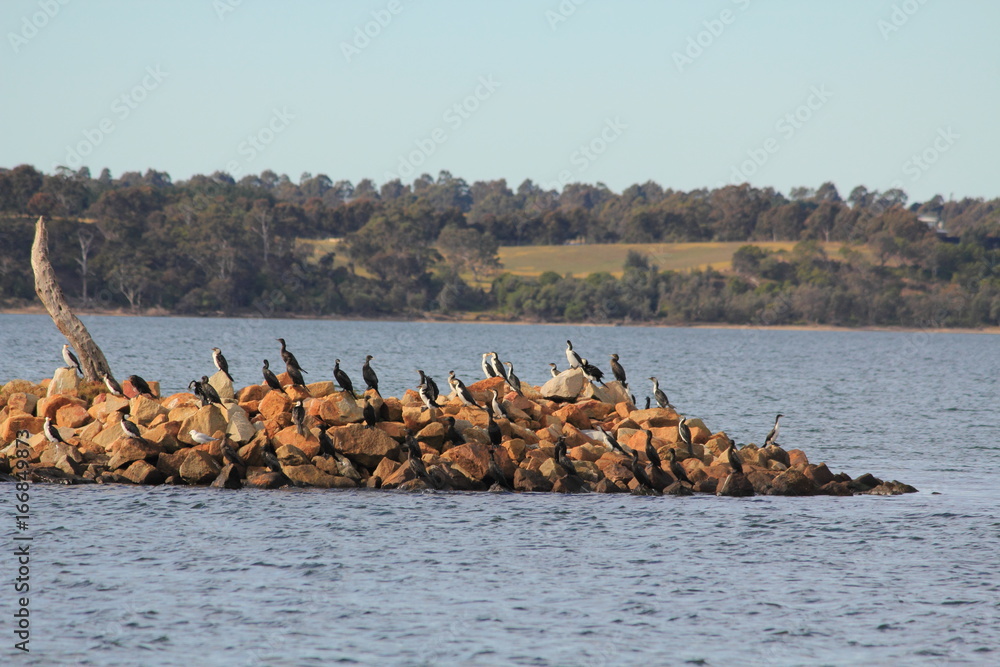 birds on tree branch in the middle of water birds on tree branch in the middle of water