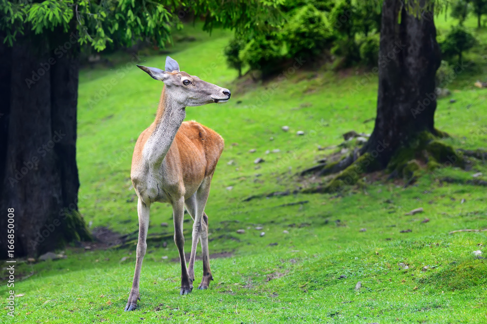 Deer in forest Deer in forest