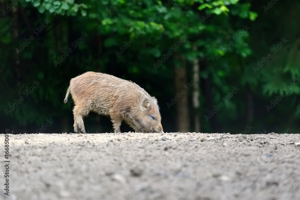 Fototapeta premium Young wild boar