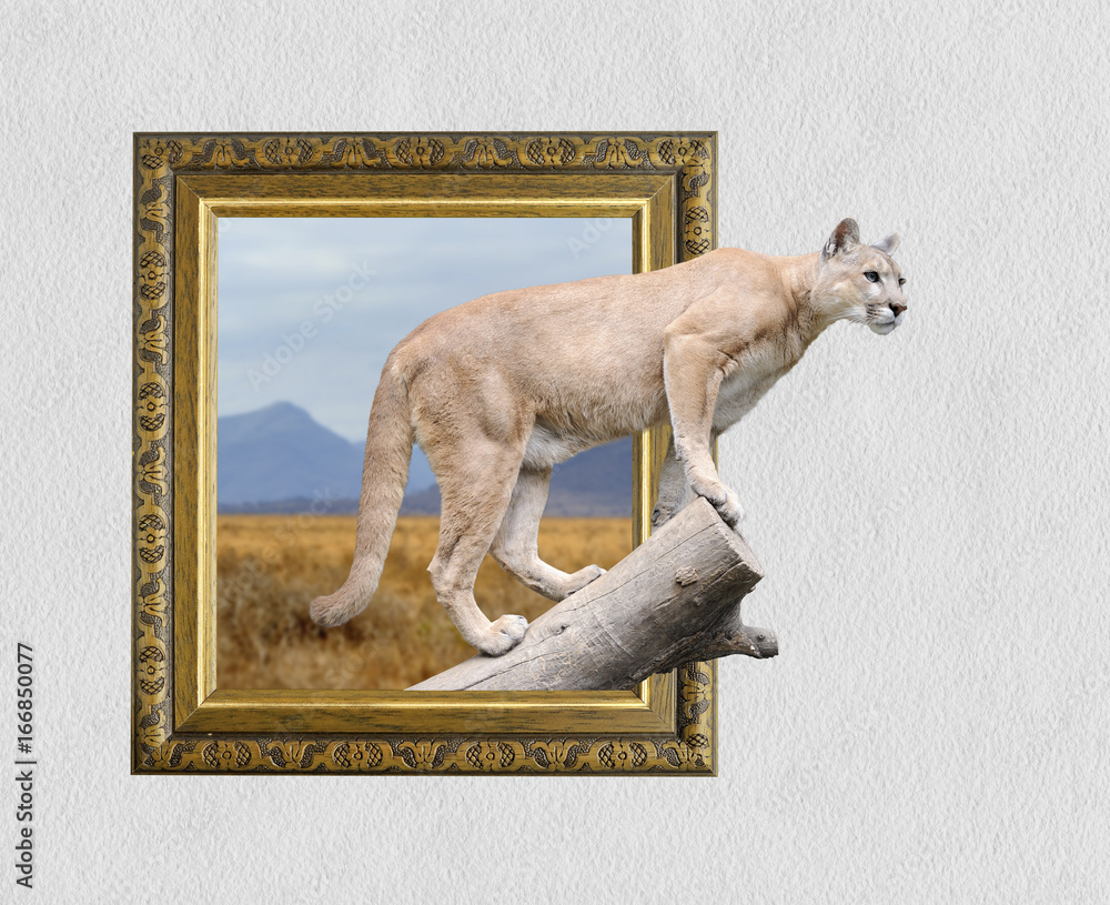 Fototapeta premium Puma w ramce z efektem 3D