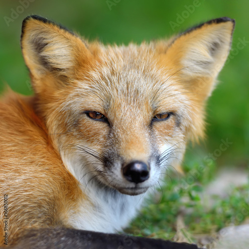 Portrait red fox in nature © byrdyak