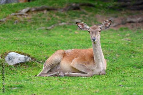 Fototapeta Naklejka Na Ścianę i Meble -  Deer in forest