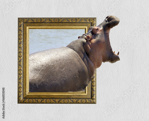 Hippo in frame with 3d effect
