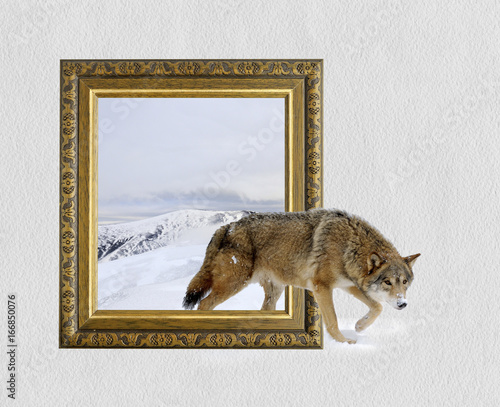 Wolf in frame with 3d effect