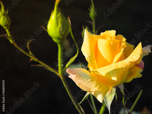 Yellow rose blooms on a black background. Roses for the bouquet.