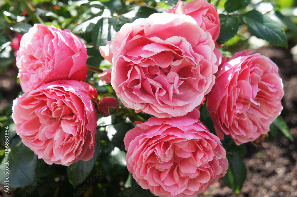 Pink roses flowers in garden Pink roses flowers in garden