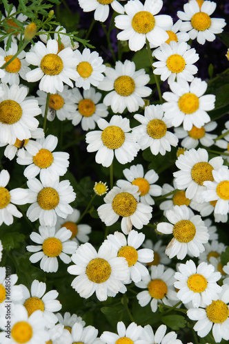 Chrysanthemum parthenium or featherfew or pyrethrum parthenium many white flowers with green photo