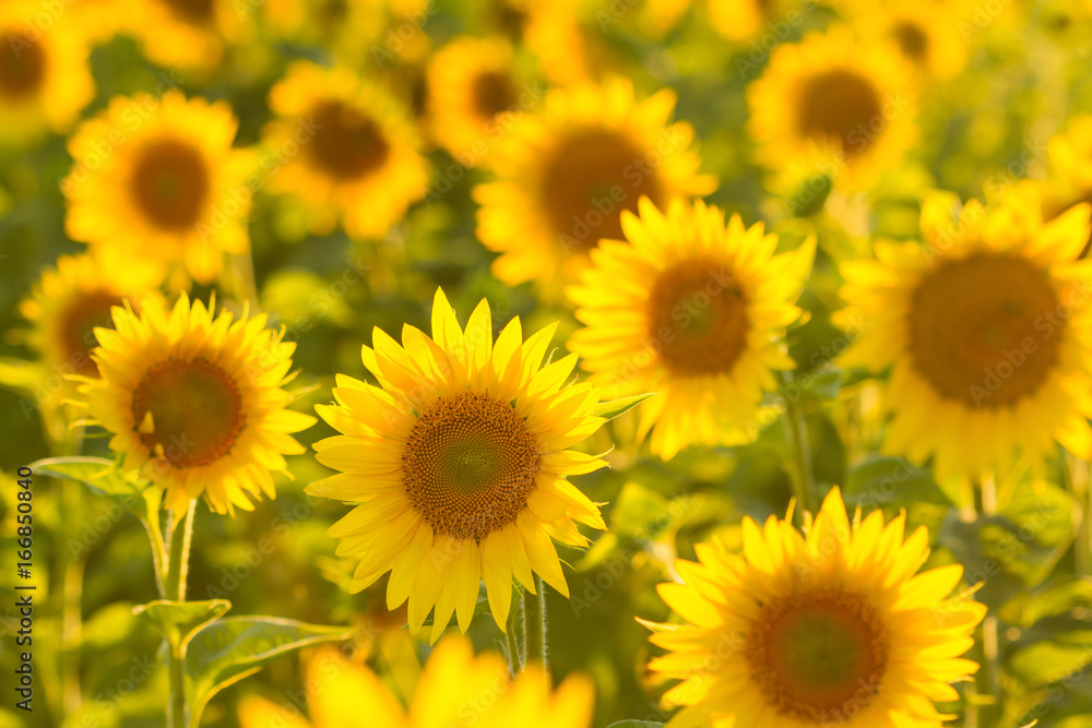 Amazing beauty of sunflower field with bright sunlight on flowers Amazing beauty of sunflower field with bright sunlight on flowers