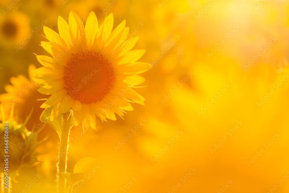 Fototapeta premium Amazing beauty of sunflower field with bright sunlight on flower