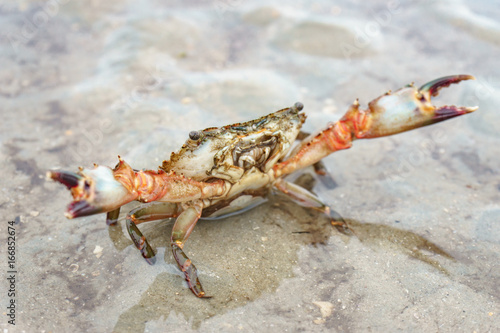 Close up Sea crab